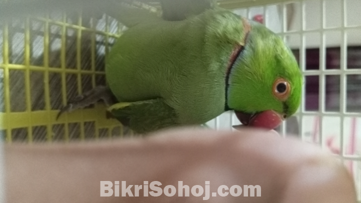 ইন্ডিয়ান রিংনেক টিয়া